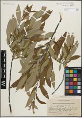 Foto von Salix lemmonii Bebb